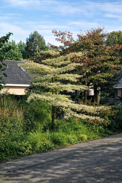 Дерен Варієгата 